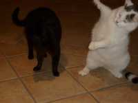 антицеллюлитный массаж спб