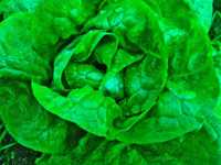 lida похудение