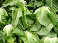 пластырь для похудения плоский животик