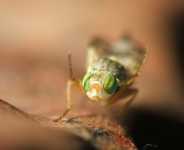 вибромассажеры для похудения отзывы